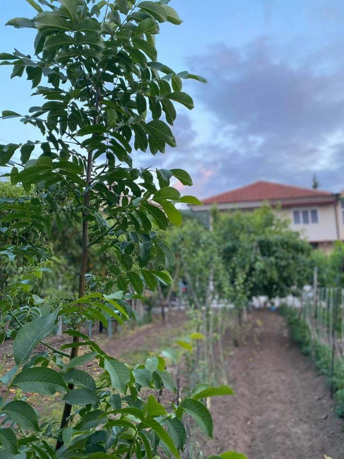 Hotel Bujtina Gjyshi Ilo Tushemisht Zewnętrze zdjęcie